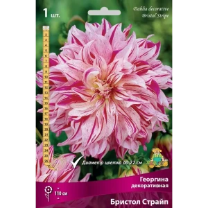 Георгина декоративная Бристол Страйп луковица I 83593754 STLM-2019903