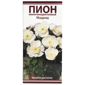 Пион молочноцветковый «Мадрид», размер луковицы I 82319608 STLM-2192516