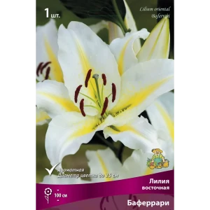 Лилия восточная Баферрари 14/16 89381250 STLM-2205879