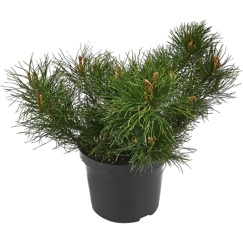 Сосна горная Мугус ø19 h40 см 85440401 STLM-2010560 PLANTMARKET 