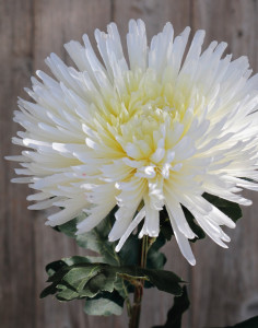 3427 778 a3 Хризантема искусственная, 88 см, бежево-белая H-andreas