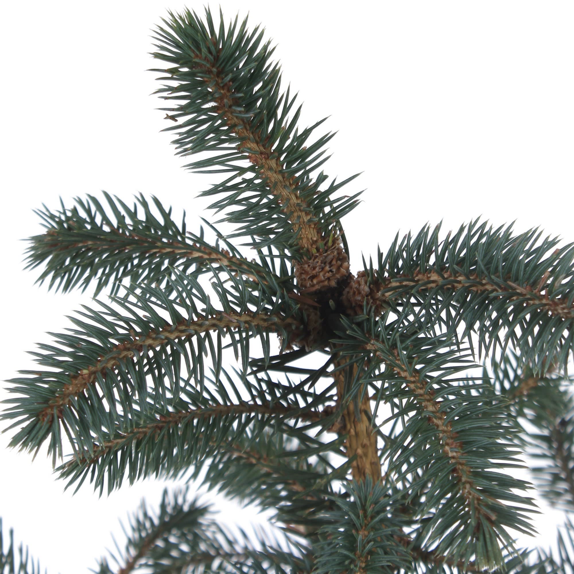 81959244 Ель колючая «Глаука» С2-3/40-60 Santreyd  - Вид №1