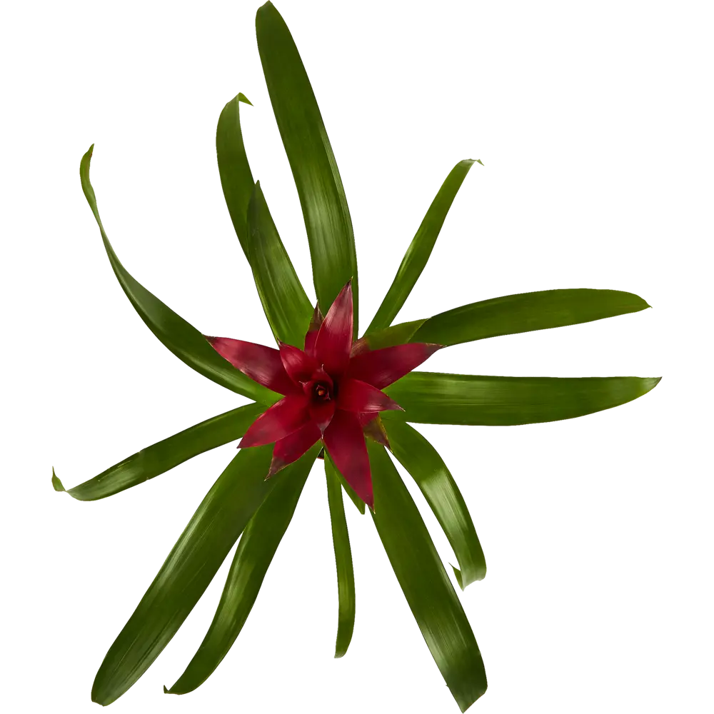 Бромелия Santreyd - тропическая красота для вашего интерьера 83738739 STLM-0044143 - Вид №3