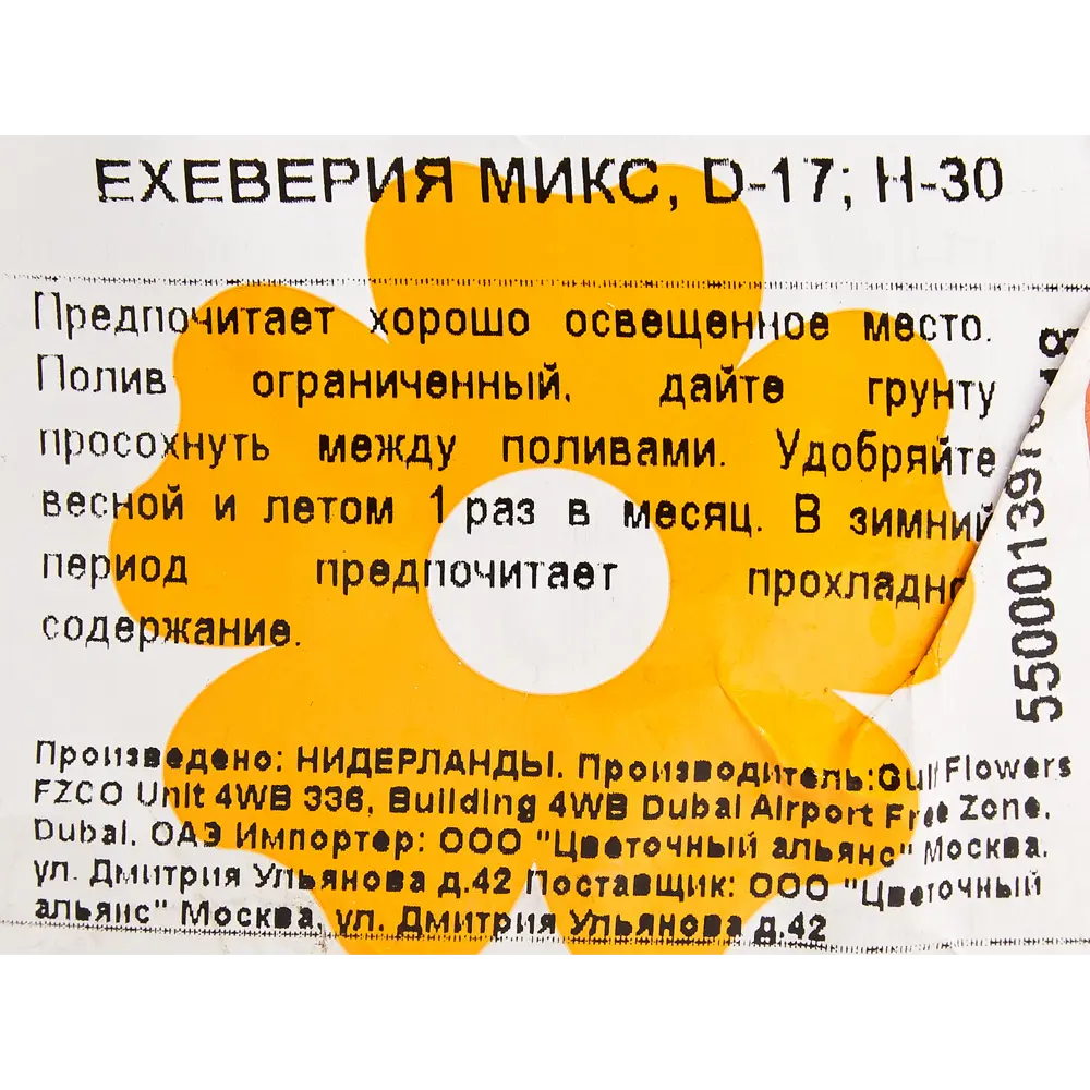 Эхеверия микс 17x30 см 82850444 STLM-2074573 Santreyd  - Вид №2