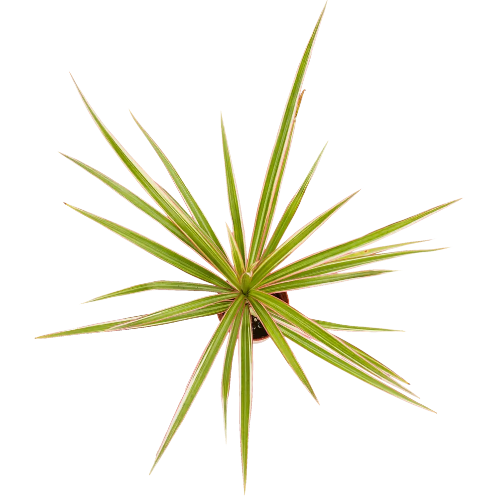 Santreyd Микс декоративно-лиственных растений в горшке ø6 см 82932719 STLM-0038102 - Вид №1