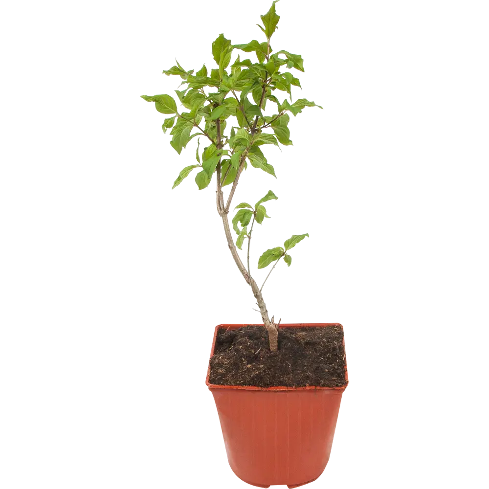 Сирень венгерская 15x40 см 82594918 STLM-2005477 Santreyd 