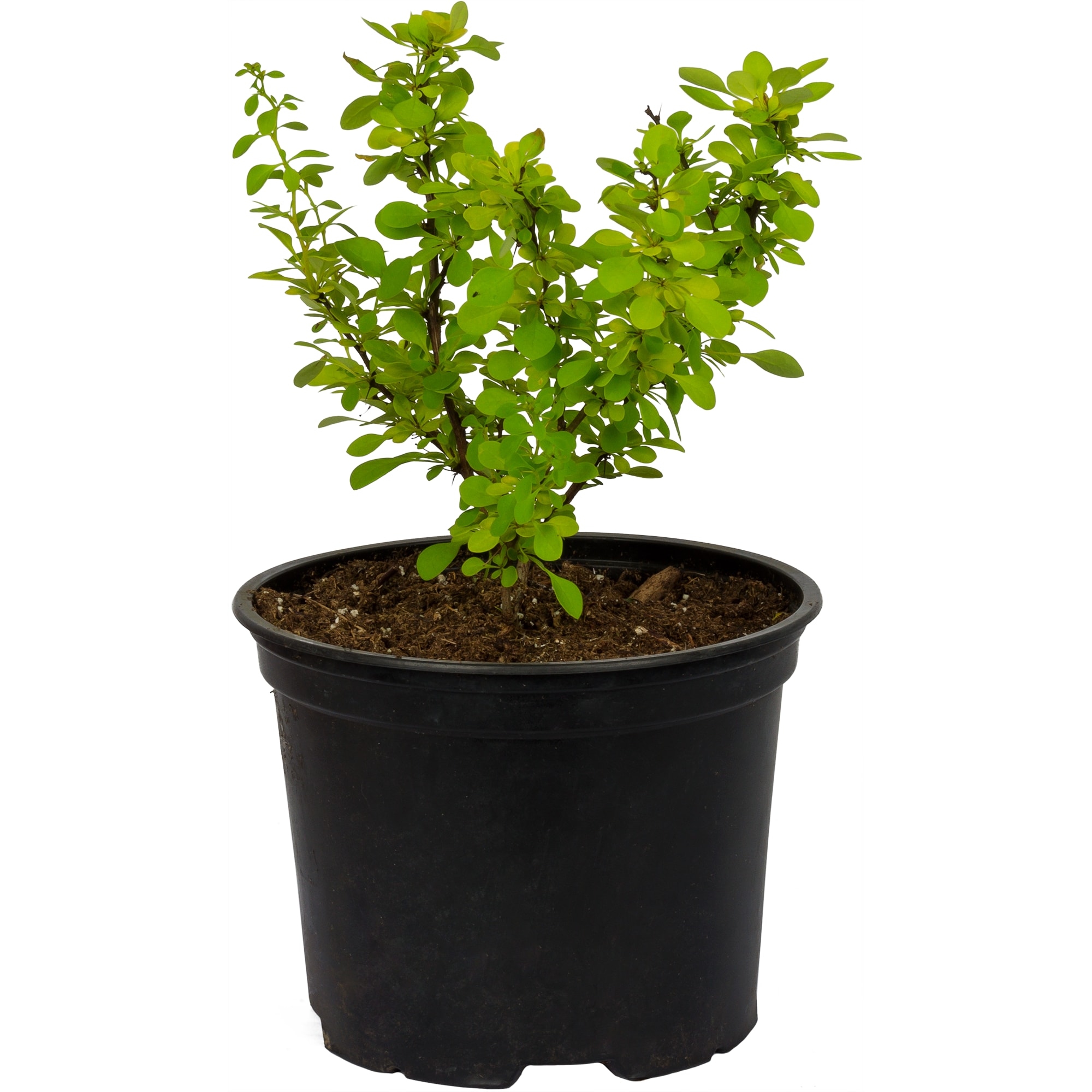 81968694 Барбарис Тунберга «Ауреа», контейнер 2 л Santreyd 