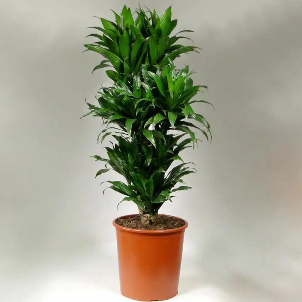 Драцена Фрагранс микс ø27 h110 см Росток 84586887 STLM-2092498 Santreyd 