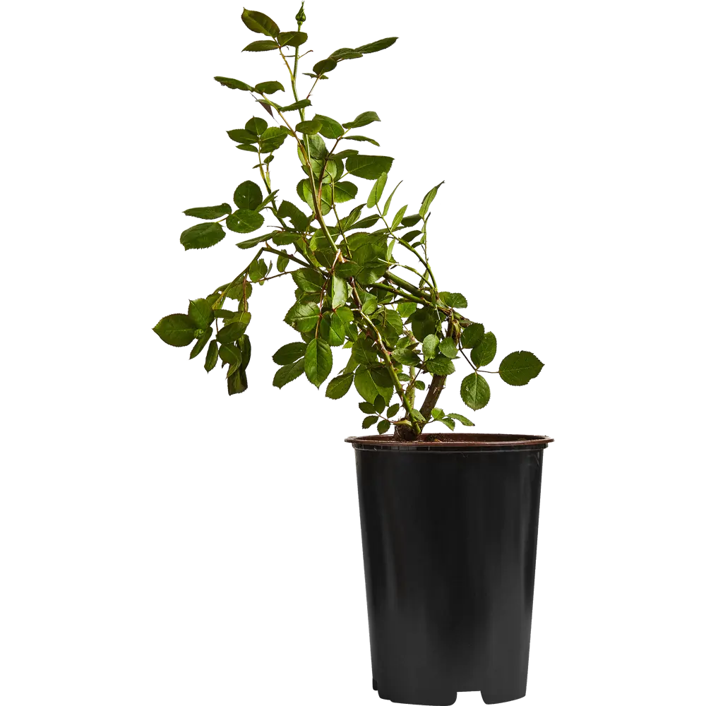 Роза миниатюрная Голд Симфони ø19 h55 см 84827392 STLM-2021506 PLANTMARKET 
