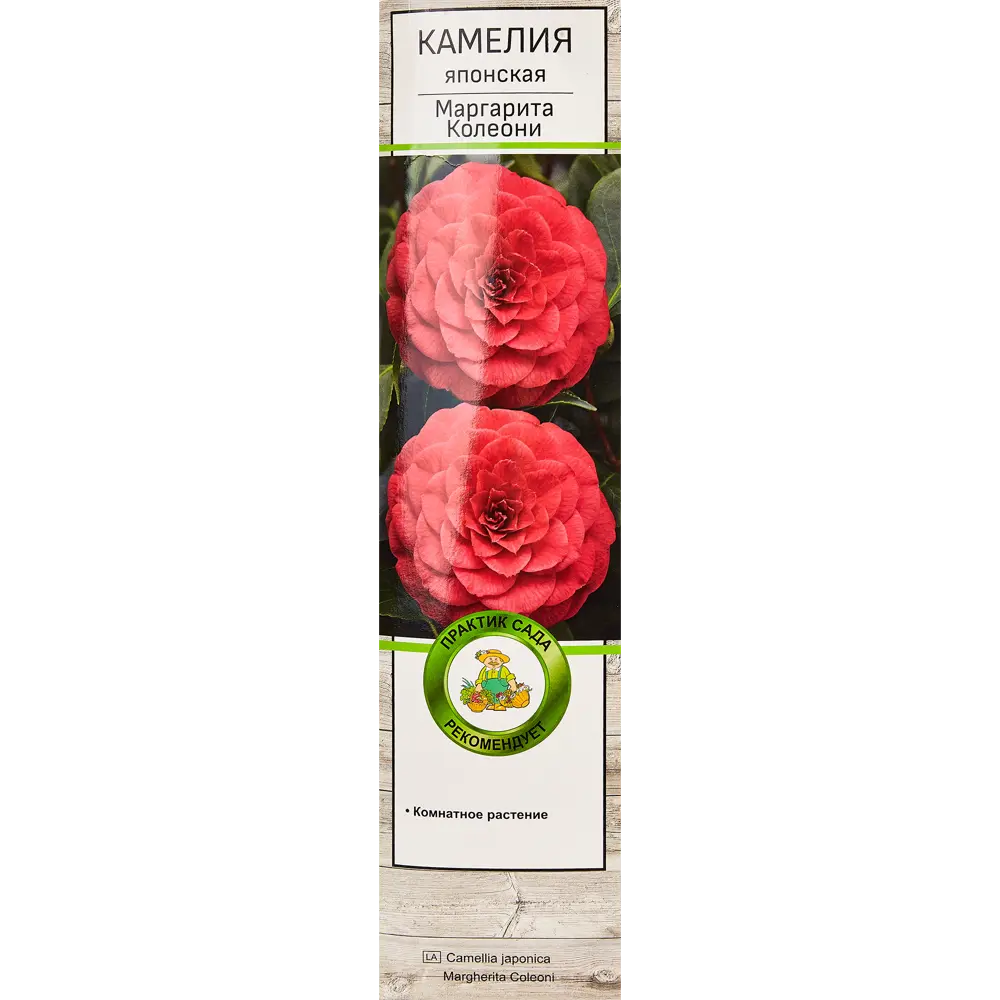 Камелия японская Маргарита колеони h37 см 83787017 STLM-2151549 Santreyd 