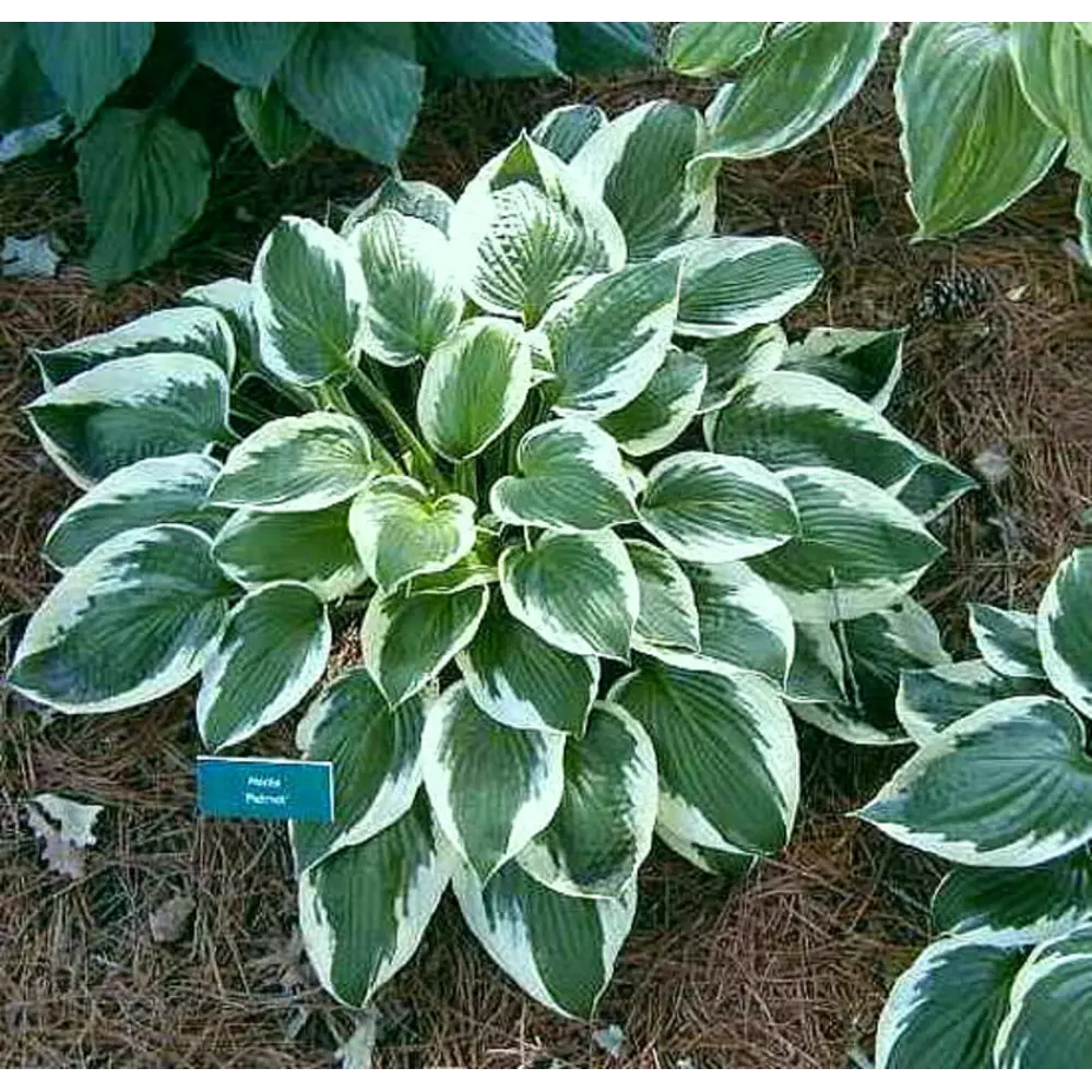 Хоста Патриот луковицы 1 Santreyd STLM-2207279