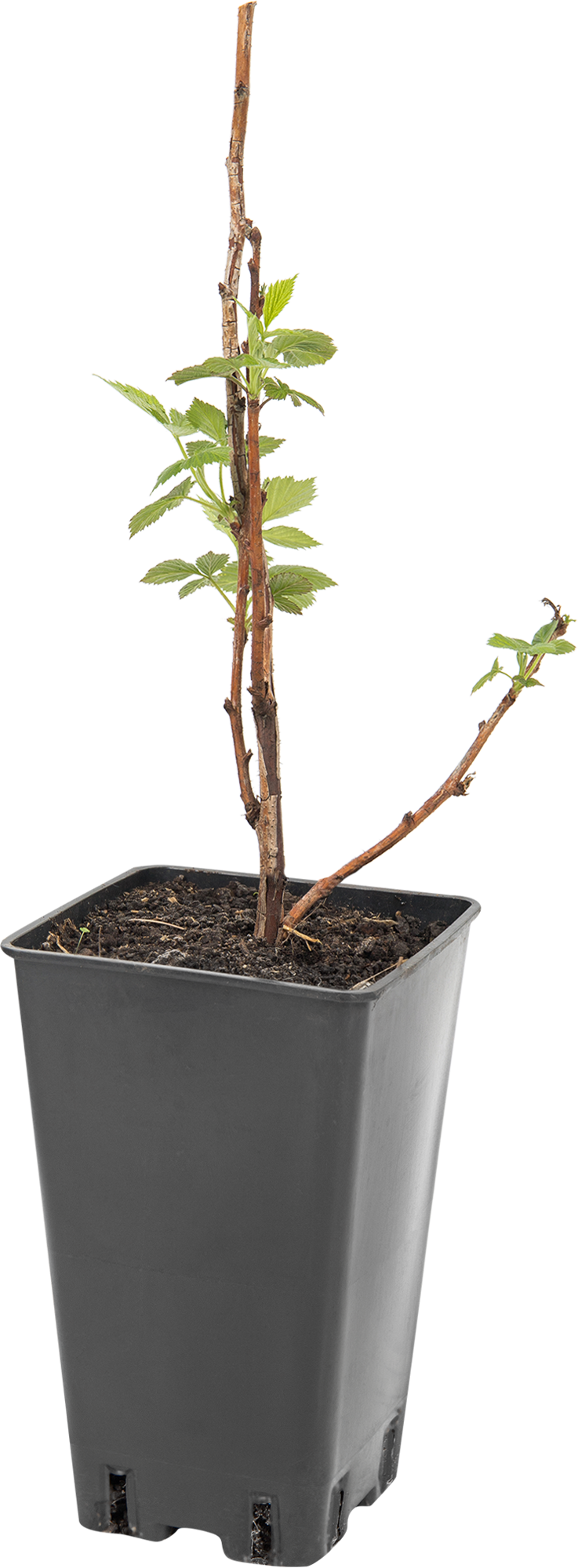 Саженец малины Геракл Santreyd - ремонтантный сорт с крупными ягодами 82597106