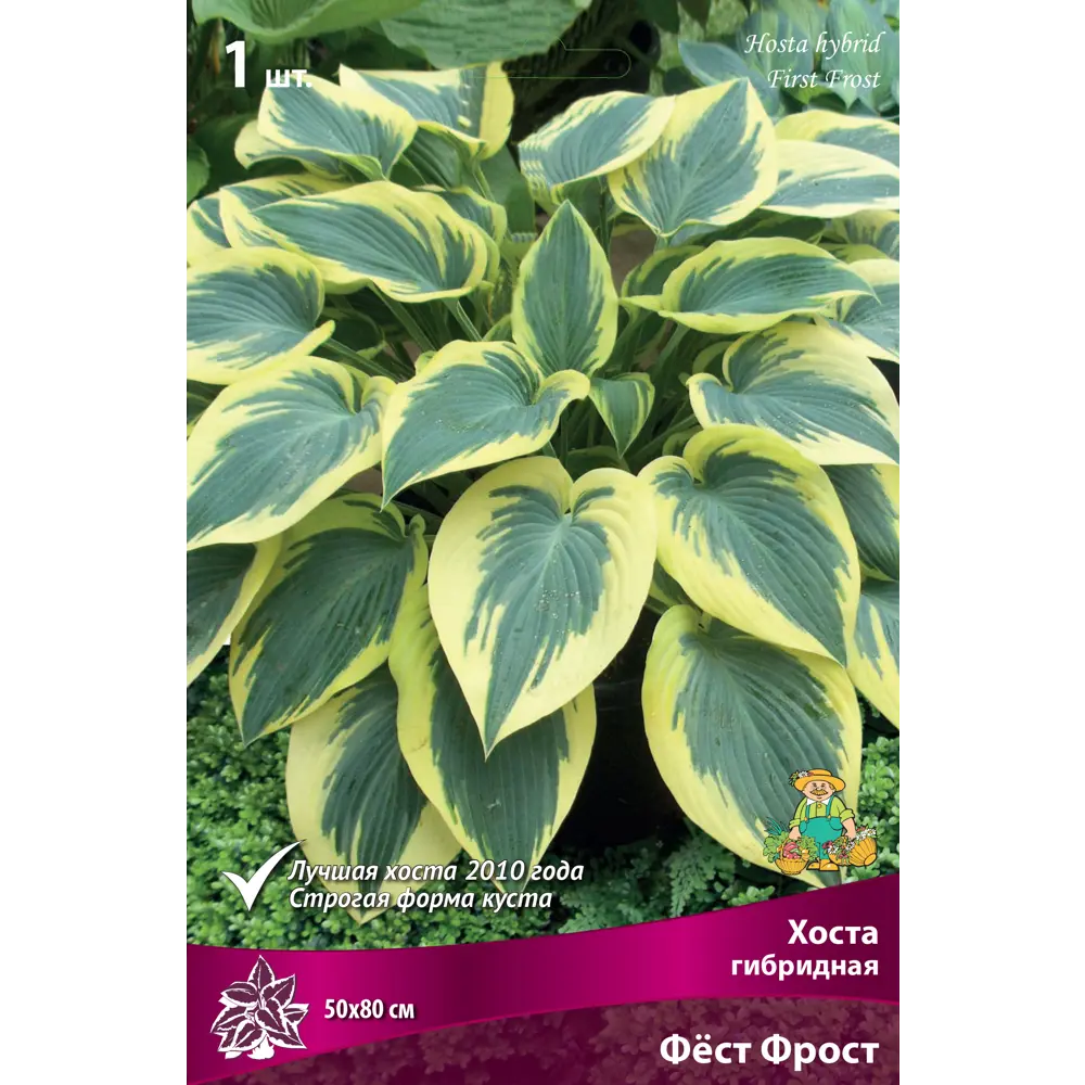 Хоста гибридная «Фёст Фрост» Santreyd STLM-2094333