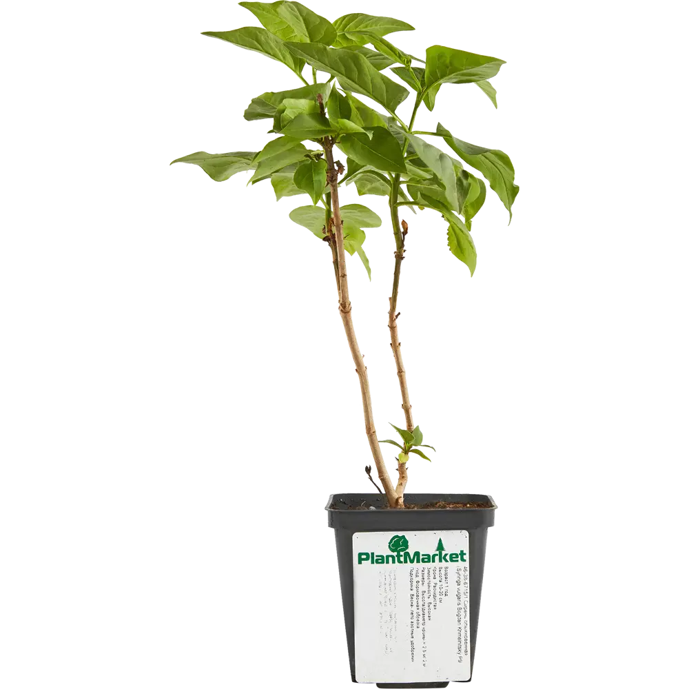 Сирень Богдан Хмельницкий ø9 h15 см 84828984 STLM-2189711 PLANTMARKET  - Вид №1