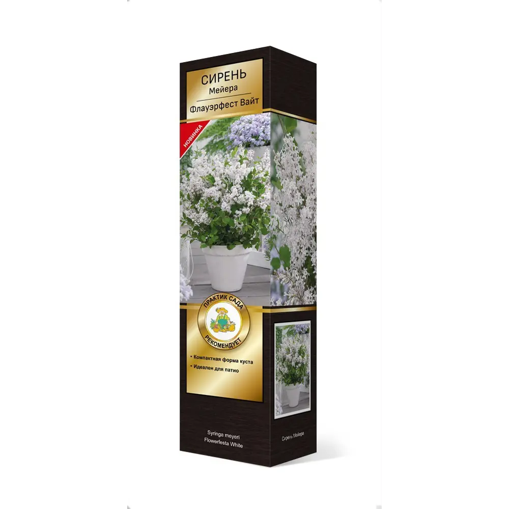 Сирень Мейера Флауэрфест вайт h37 см 83786899 STLM-2099067 Santreyd 