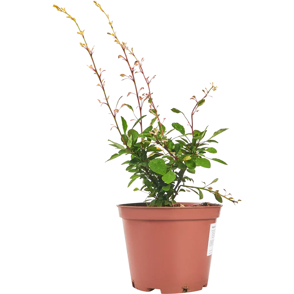 Барбарис Тунберга Наташа от Santreyd - декоративный кустарник с розово-белой листвой 87811874 STLM-0075778 - Вид №1