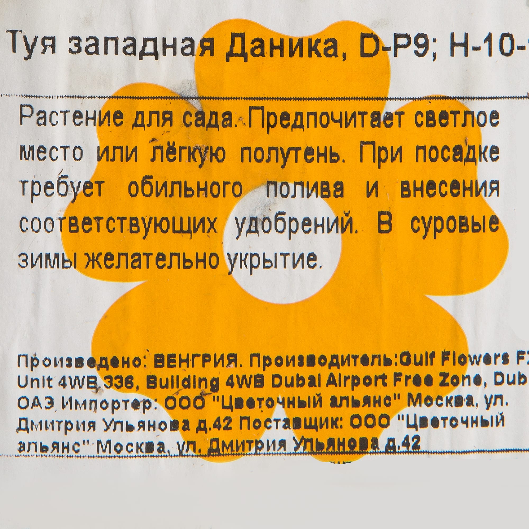 82601605 Туя западная «Даника» 9x12.5 см Santreyd  - Вид №1