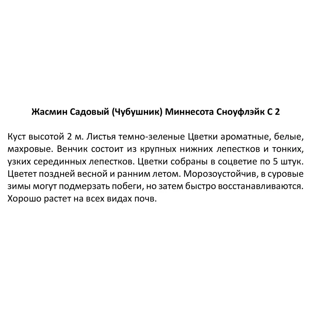 Садовый жасмин Santreyd - ароматный кустарник для живых изгородей 87811849 STLM-0075767 - Вид №3