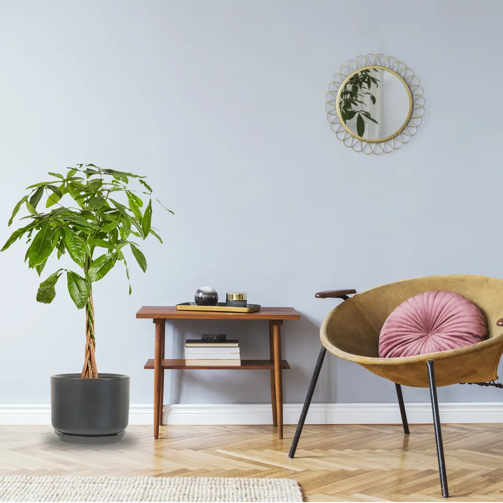 Пахира «Акватика» 19x80 см 82703978 STLM-2189398 Santreyd  - Вид №2