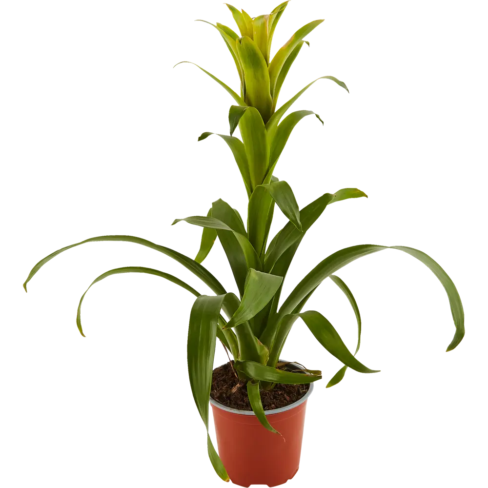 Гузмания микс XL ø15 h65 см 83738743 STLM-2020375 Santreyd  - Вид №1