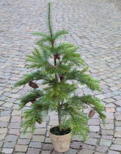 1123 883 a3 Пластиковая елка Нордманн с шишками, горшечная, 92 см, зеленая H-andreas