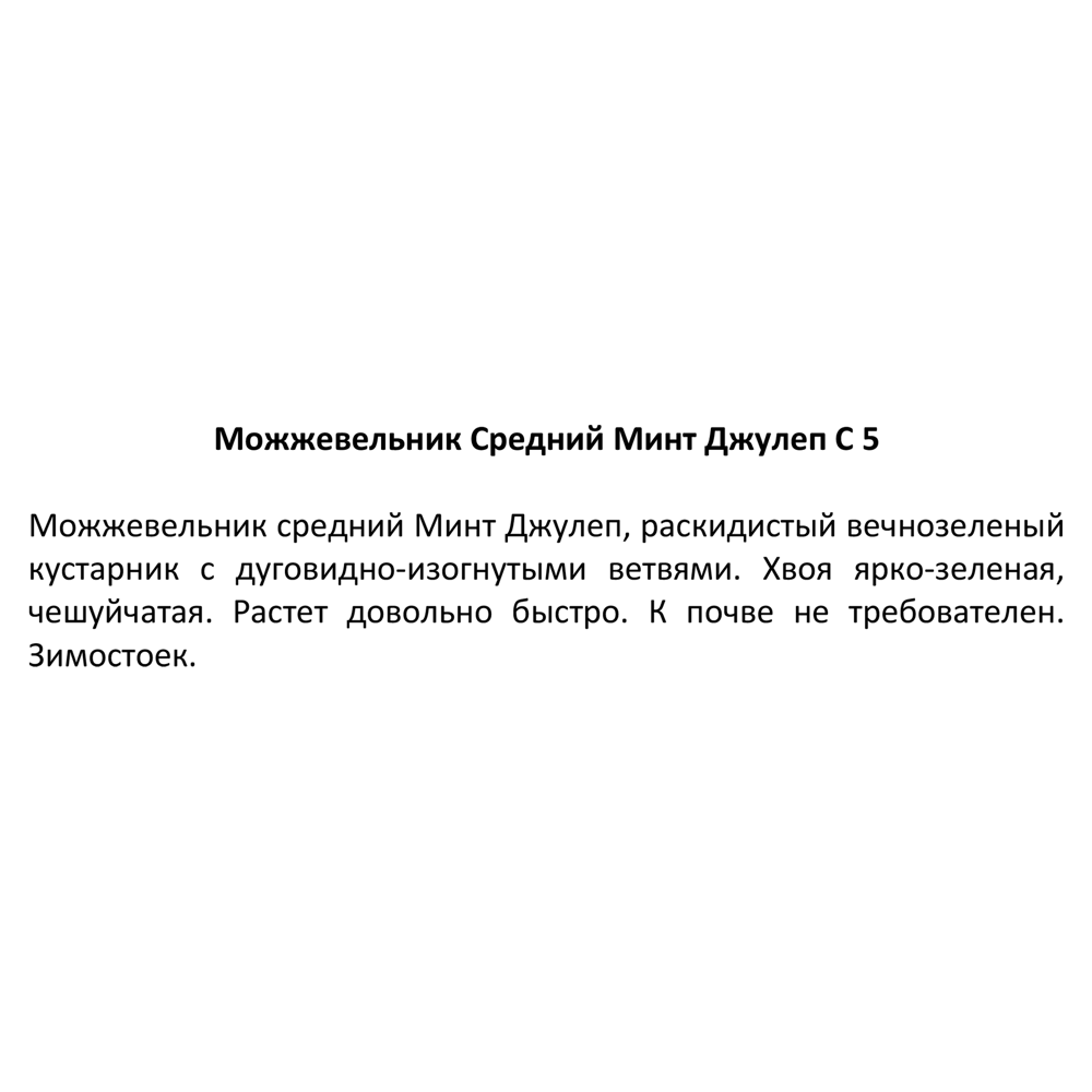 Можжевельник средний минт джулеп С7.5 81966555 STLM-2069127 Santreyd  - Вид №1