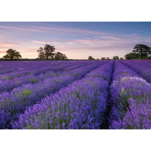 Фотообои бумажные «Лаванда» 254х184 см
