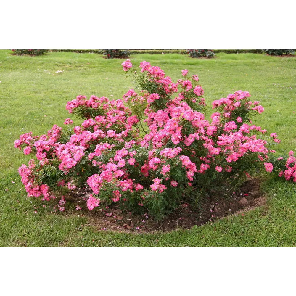 Роза почвопокровная микс ø10 h17 см Santreyd STLM-2199814