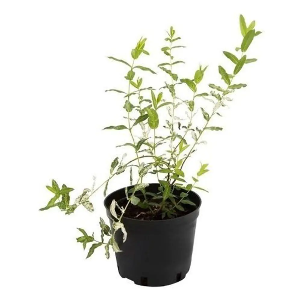Ива ломкая шаровидная ø19 h40 см PLANTMARKET STLM-2004476 - Вид №1