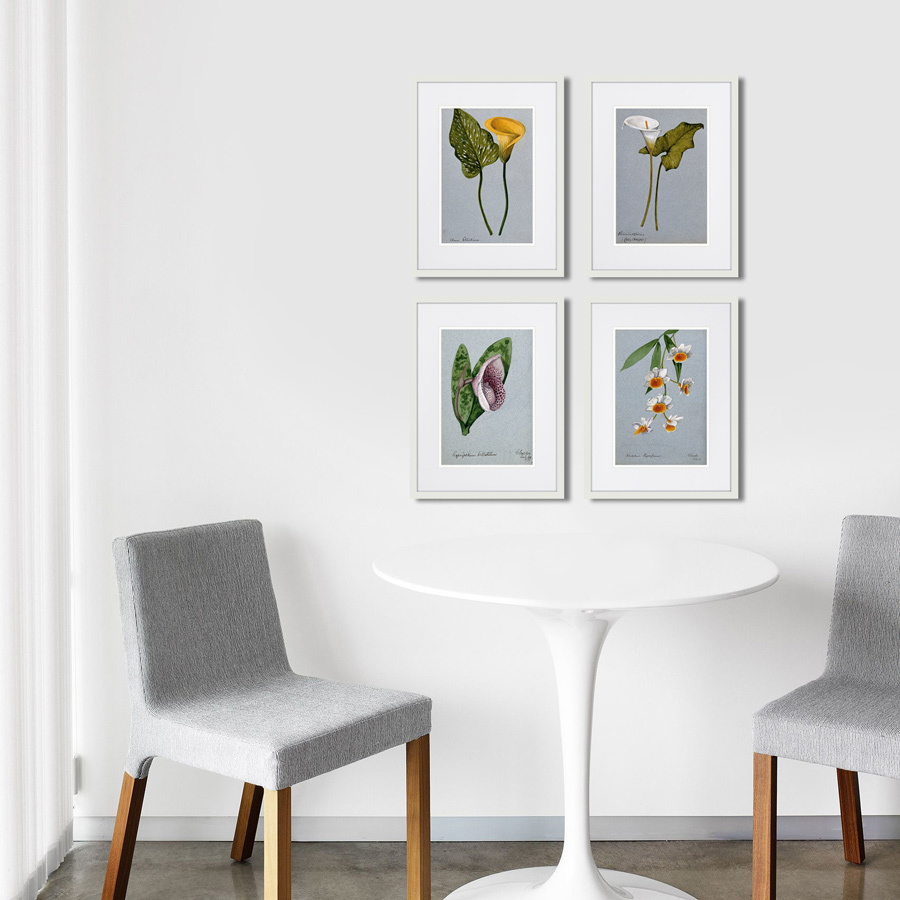 Картина в раме 32х42 см An orchid (Dendrobium thyrsiflorum), 1899г. КАРТИНЫ В КВАРТИРУ  264517 Зеленый;серый;разноцветный  - Вид №2