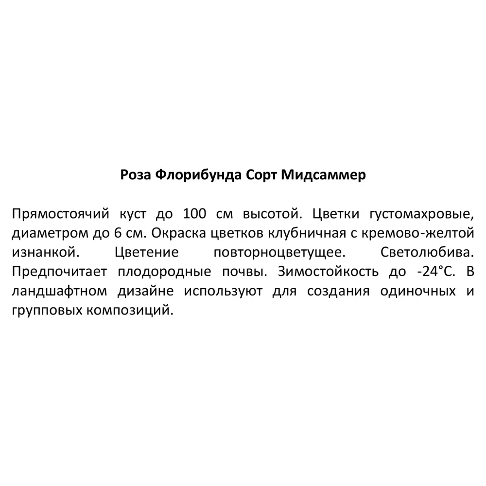 Роза флорибунда Мид Саммер ø15 h30 см 85589133 STLM-2026021 Santreyd  - Вид №3