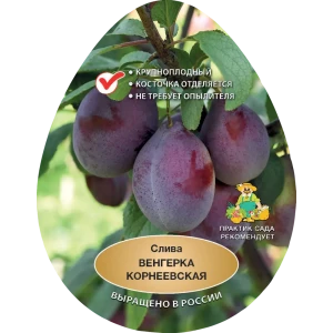 Слива Венгерка Корнеевская h200 см Поиск Инвест 84399304 STLM-2134004