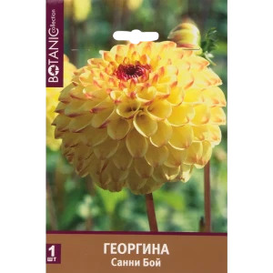 Георгина Санни Бой I, 1 шт 82539286 STLM-2031105