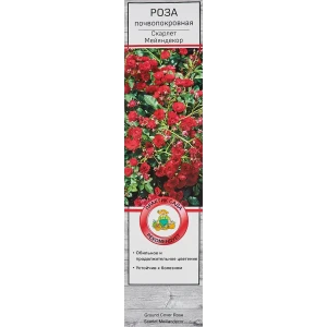 Роза почкопоровная Скарлет Мейяндекор 82527390 STLM-2170106