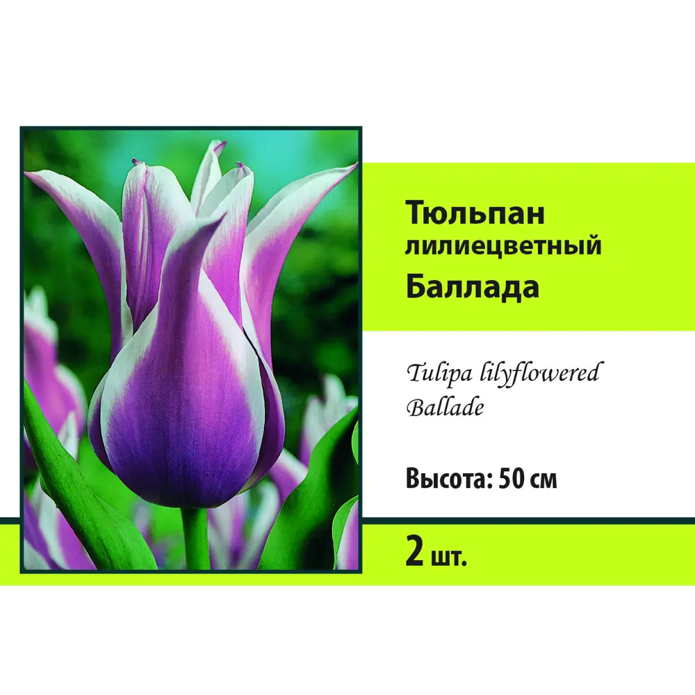 Тюльпан лилиецветный Баллада луковица 10/11, 2 шт Santreyd STLM-2011019
