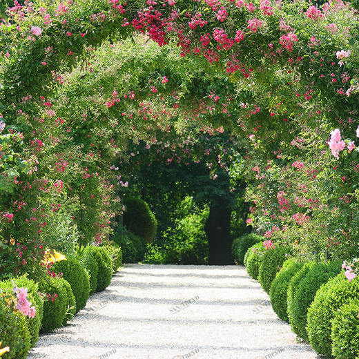 B1-011 Фотообои DIVINO Collection B 2.7х3 м B1011