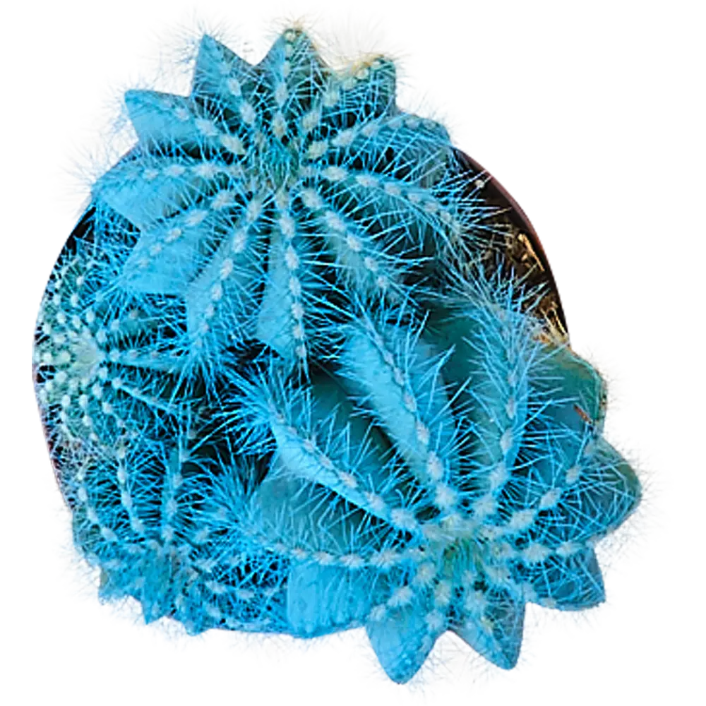 Santreyd Шаровидный кактус - неприхотливый суккулент для дома 82877374 STLM-1355758 - Вид №1