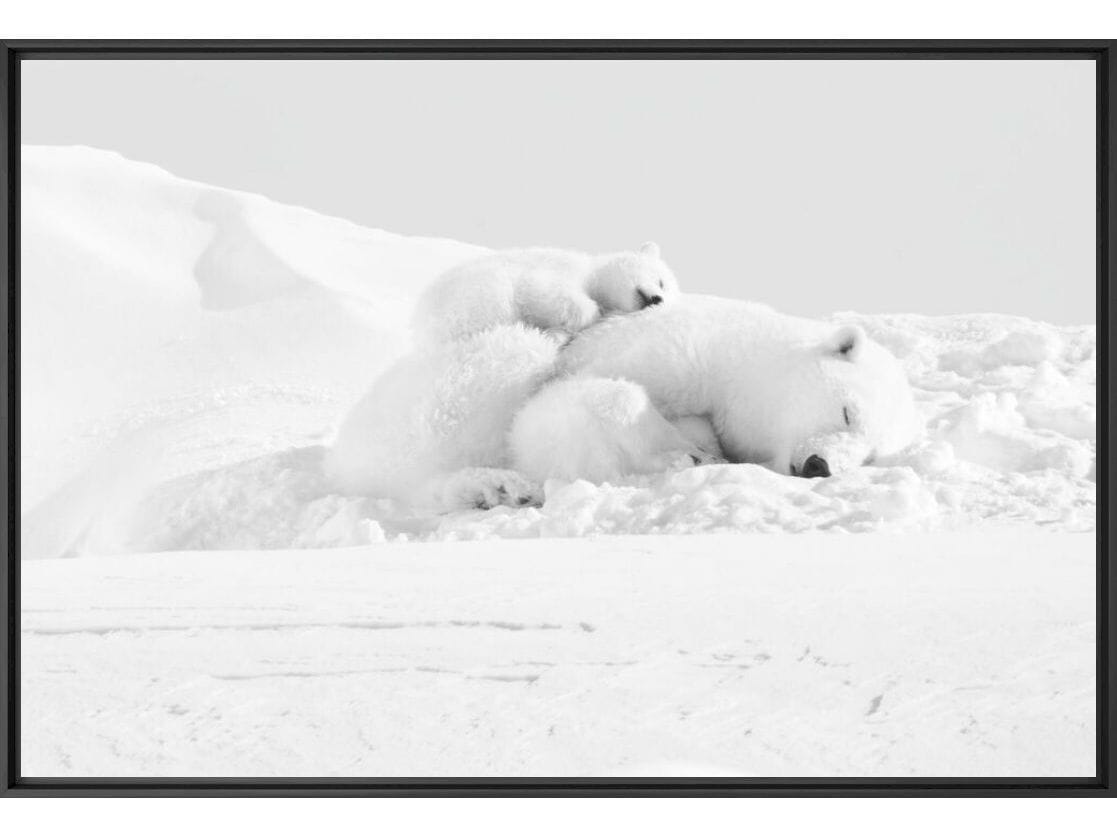 Печать фотографий на бумаге YellowKorner животное ARCH-00026095