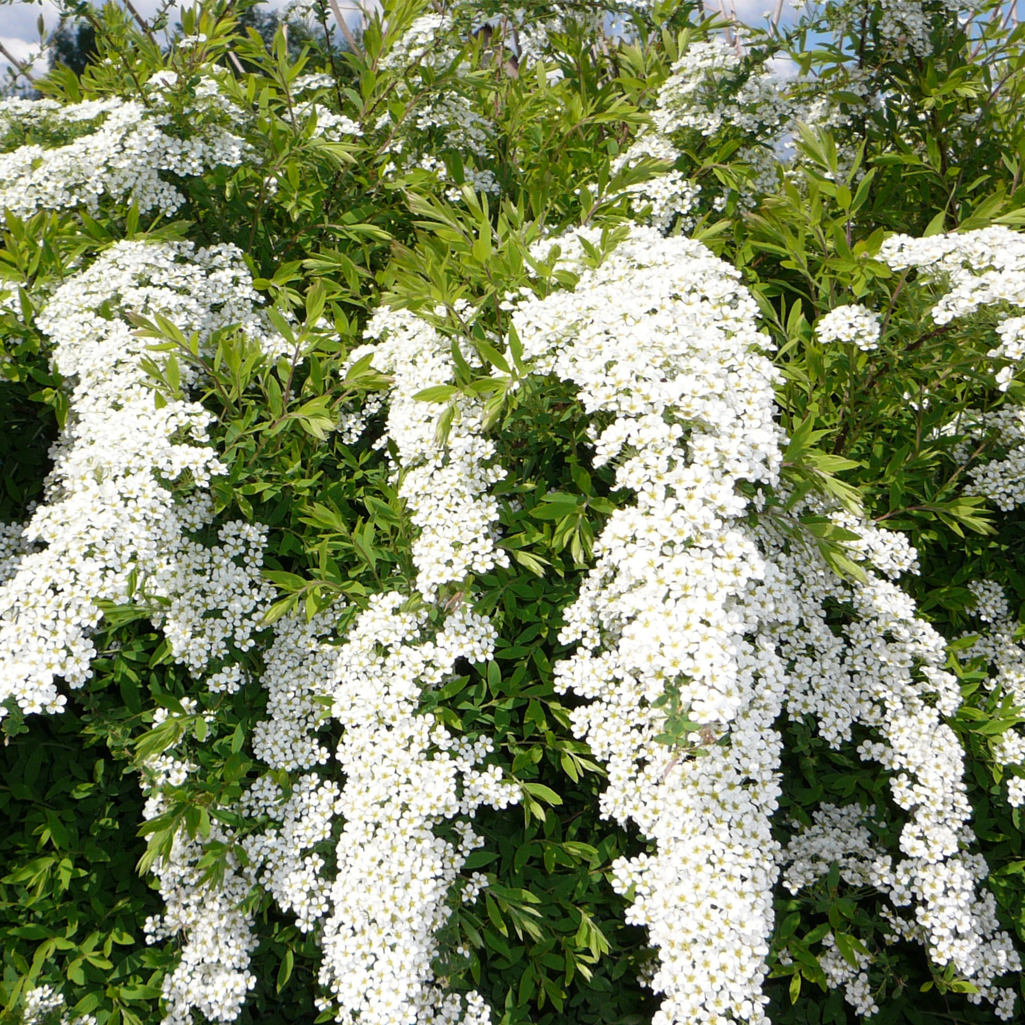 18468699 Спирея серая «Грефшейм», С3/60-80 см Santreyd  - Вид №2