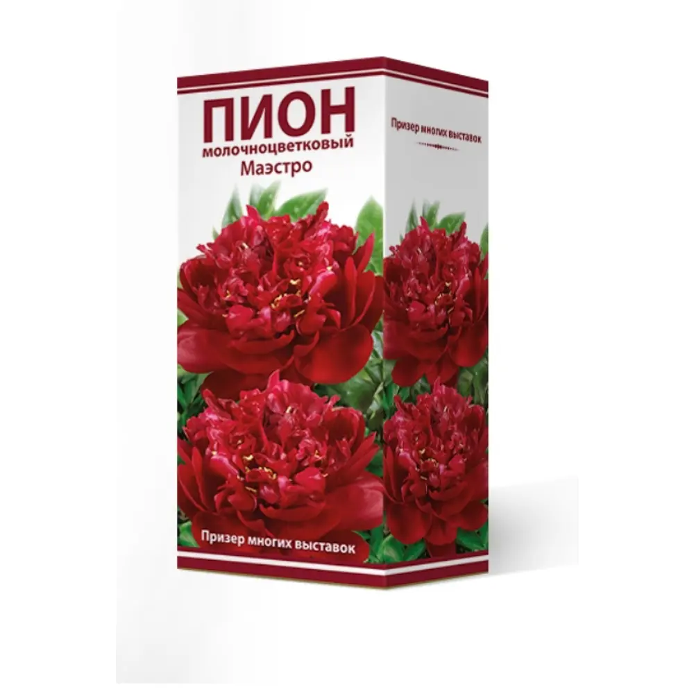Пион травянистый Маэстро луковица 2-3 83600209 STLM-2164366 Santreyd 