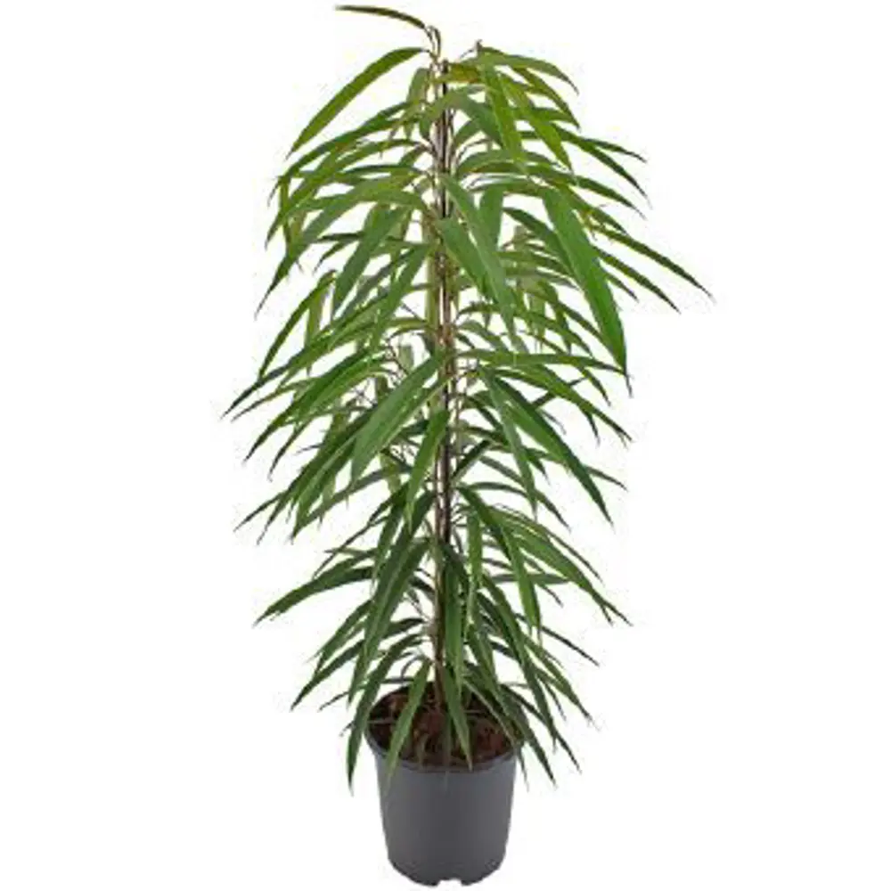 Фикус "Али" 21x105 см 82850350 STLM-2086118 Santreyd 