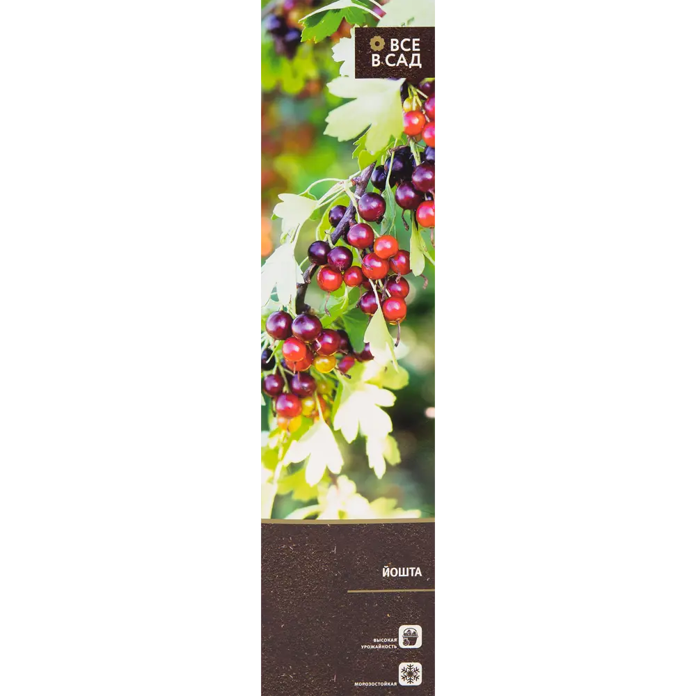 Йошта в тубе 82539549 STLM-2180624 ВСЕ В САД 