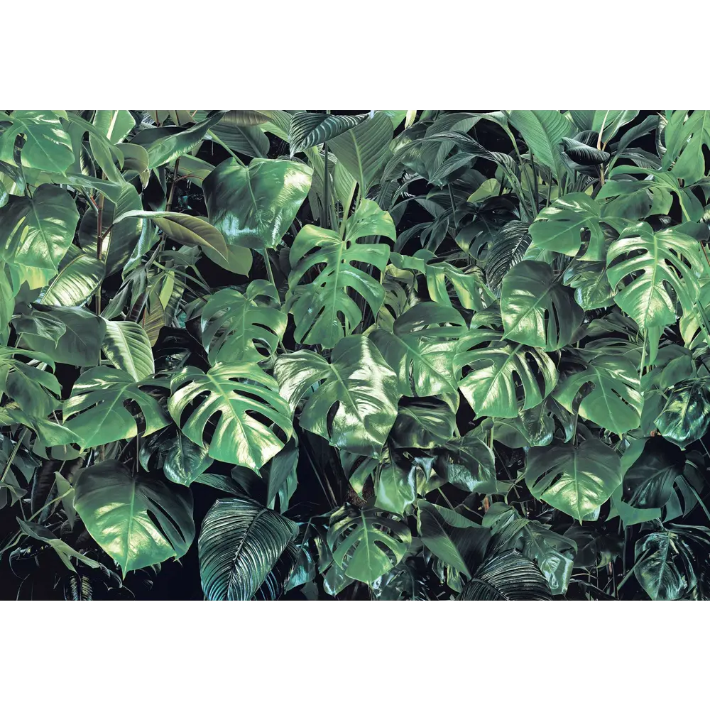 Фотообои «Тропическая зелёнь» бумажные 368x254 см 8-333 Komar Тропическая зелень STLM-2148834