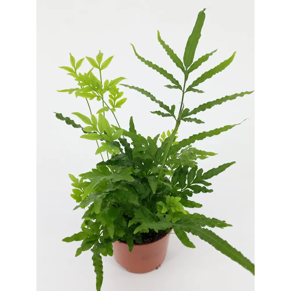 Santreyd Птерис микс - декоративный папоротник для интерьера 82932810 STLM-0951714 - Вид №4