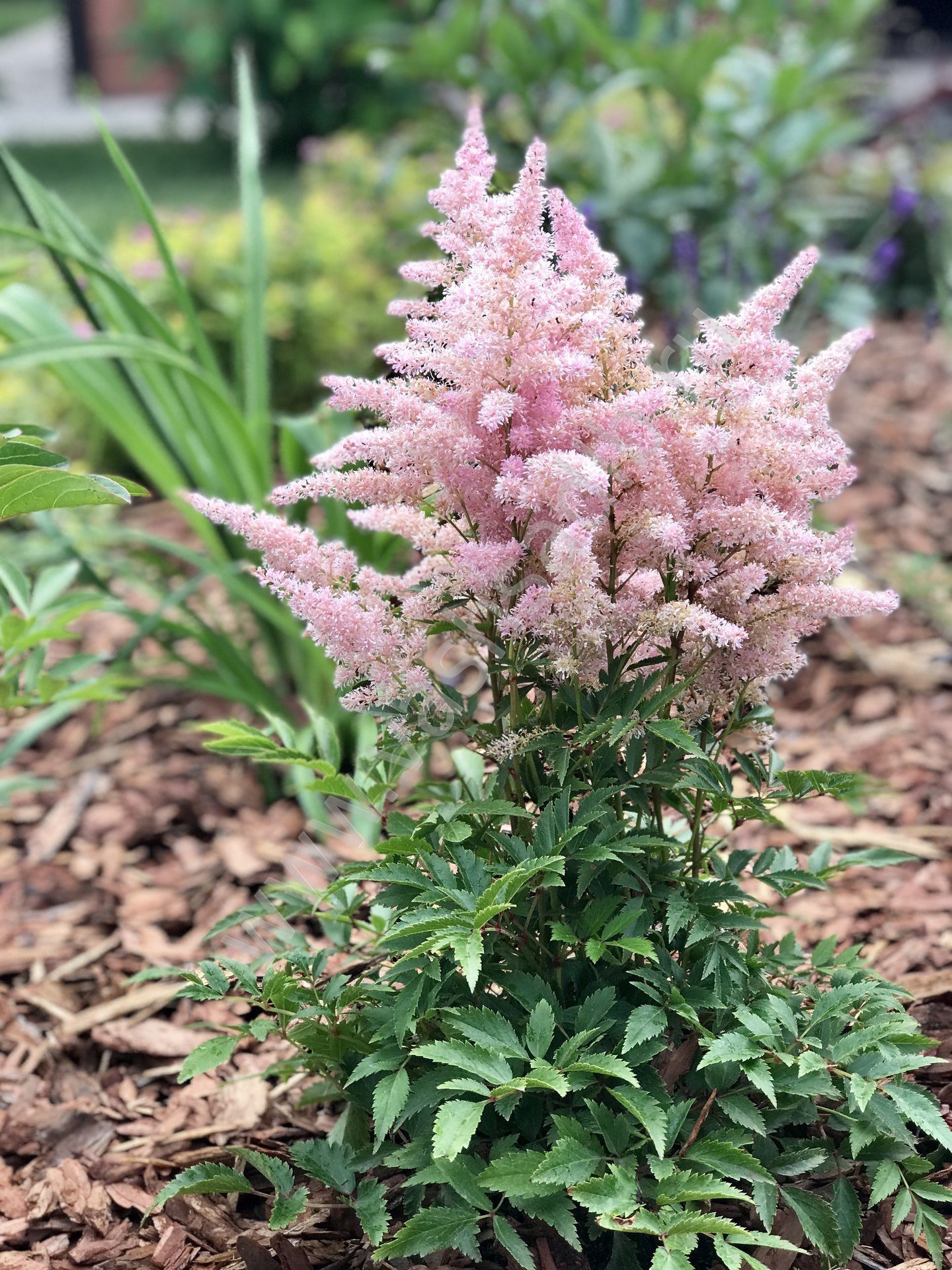 Астильба Юник Силвери Santreyd - серебристо-розовое цветение для тенистого сада 85324883