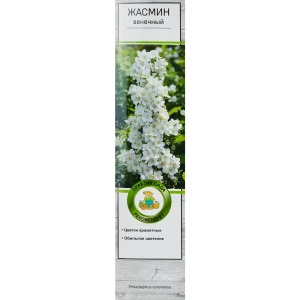 Жасмин венечный h100 см 86543748 STLM-2107517