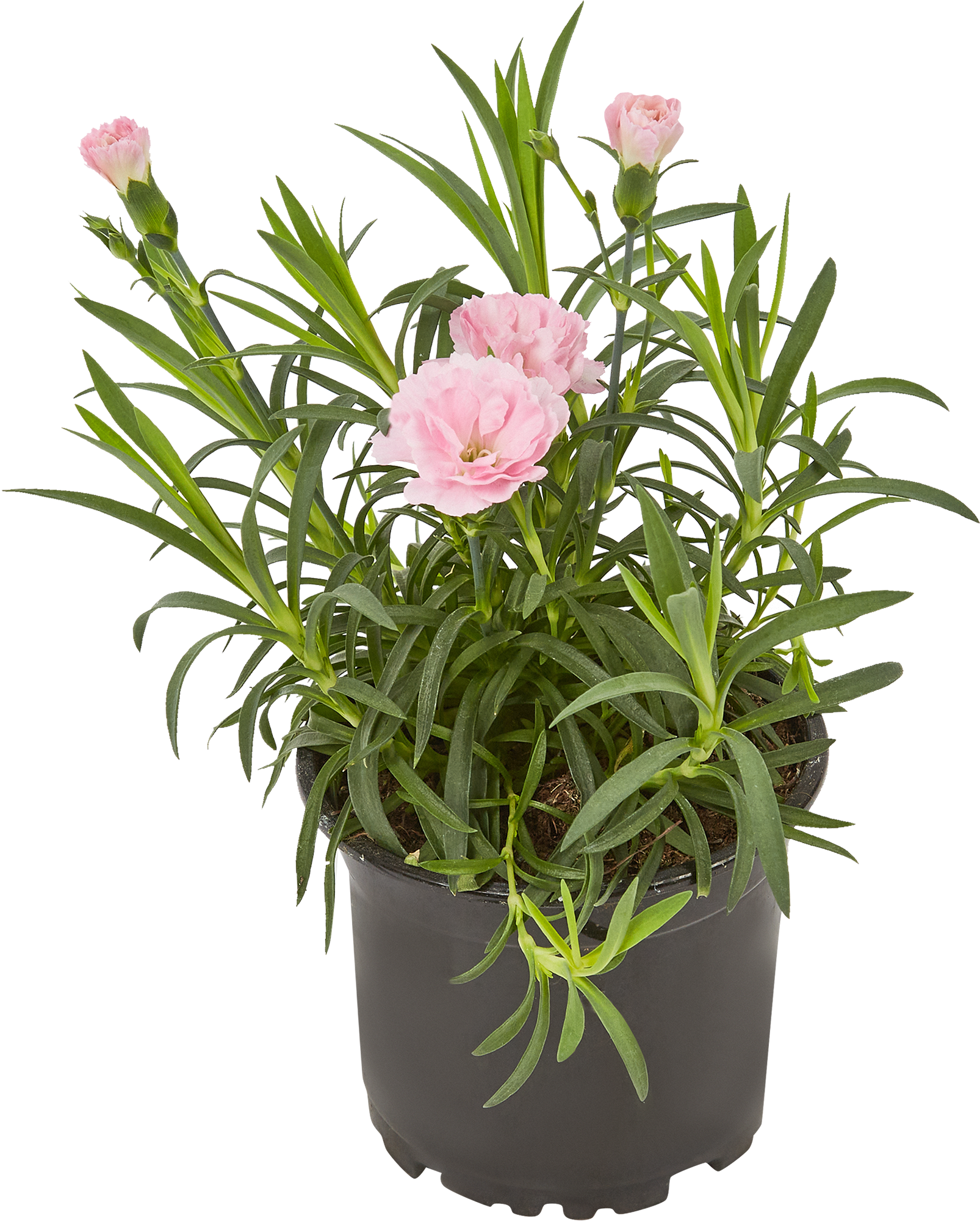 Гвоздика Santreyd - ароматный саженец для вашего сада 83248374 STLM-0039944