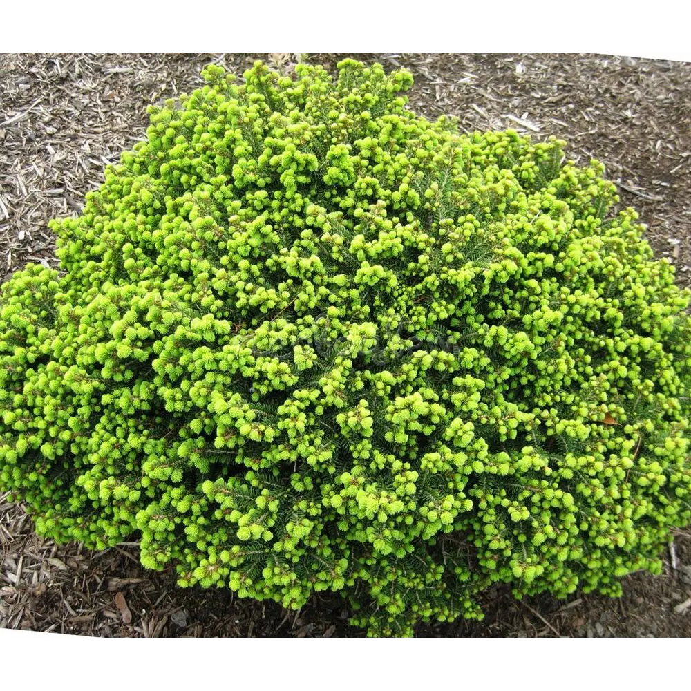 Santreyd Ель Литтл Гем - декоративный карликовый шар для сада 89363801 STLM-0951642