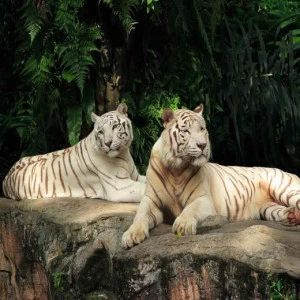 WP00641 Фотообои Verol Фотообои decoline 1х1 м