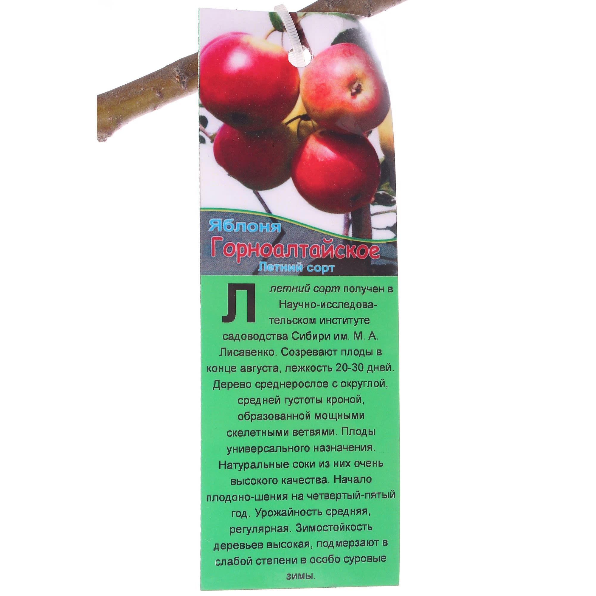 81959281 Яблоня «Горноалтайская» 3-5 л/100 Santreyd  - Вид №1